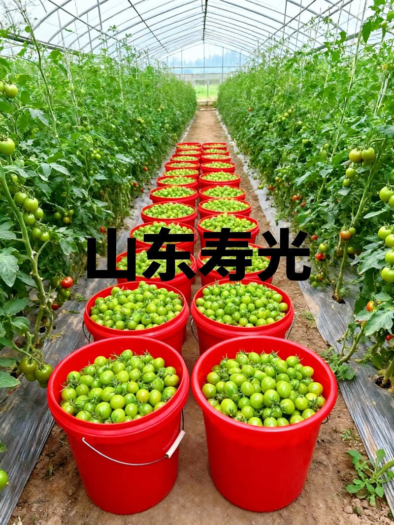 **红色小番茄产地直供批发新鲜看得见货源稳定