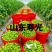 **红色小番茄产地直供批发新鲜看得见货源稳定