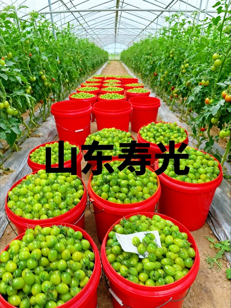 **红色小番茄产地直供批发新鲜看得见货源稳定