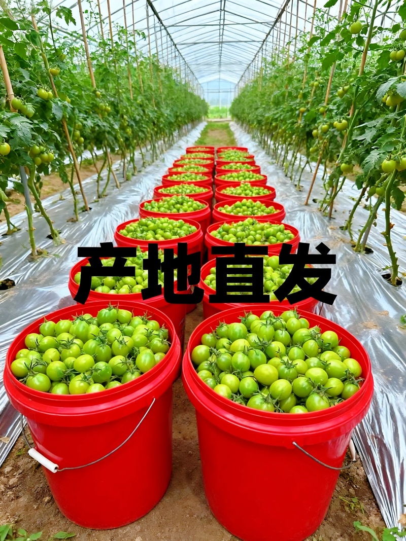 **红色小番茄产地直供批发新鲜看得见货源稳定