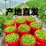 **红色小番茄产地直供批发新鲜看得见货源稳定