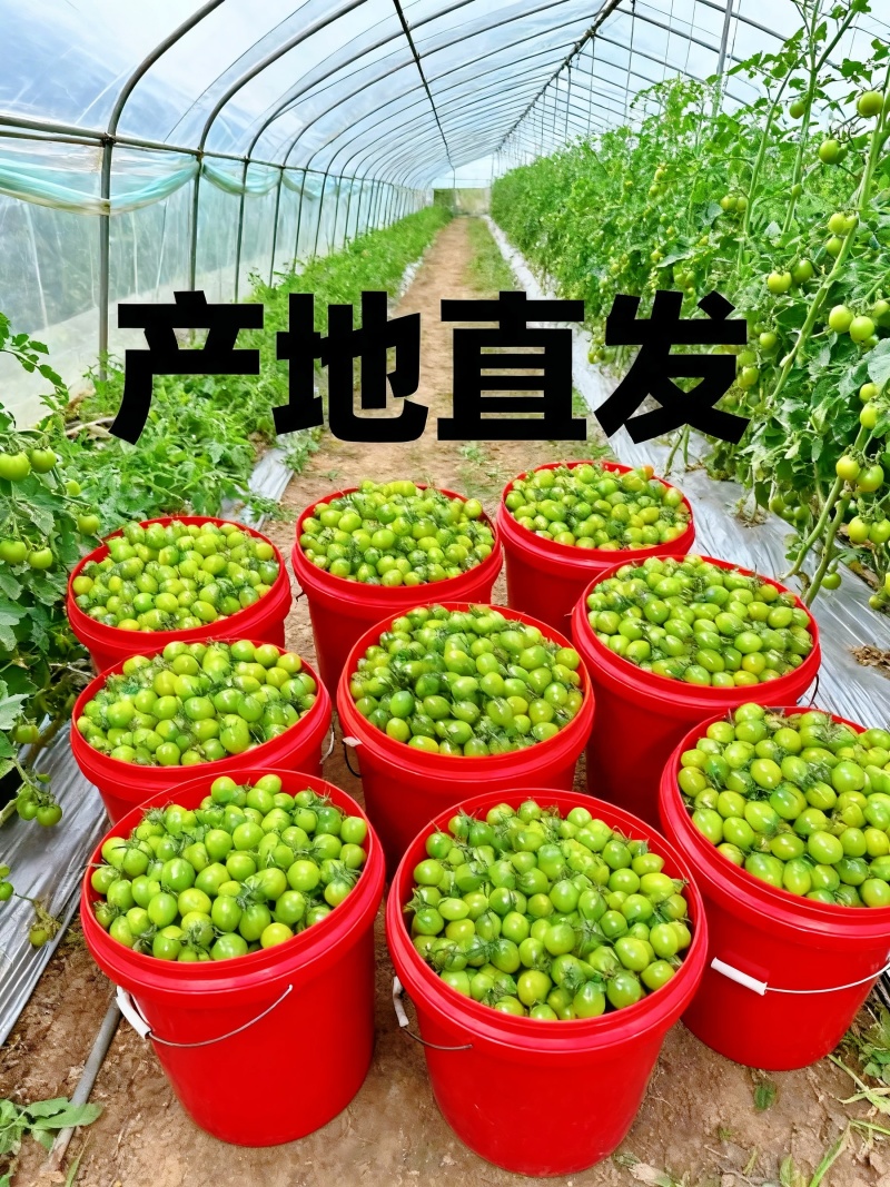 **红色小番茄产地直供批发新鲜看得见货源稳定