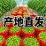 **红色小番茄产地直供批发新鲜看得见货源稳定