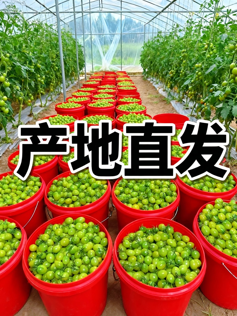 **红色小番茄产地直供批发新鲜看得见货源稳定