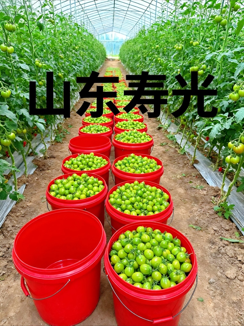 **红色小番茄产地直供批发新鲜看得见货源稳定