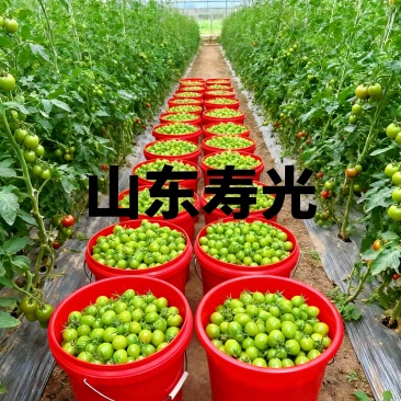 山东寿光现摘直发产地直供