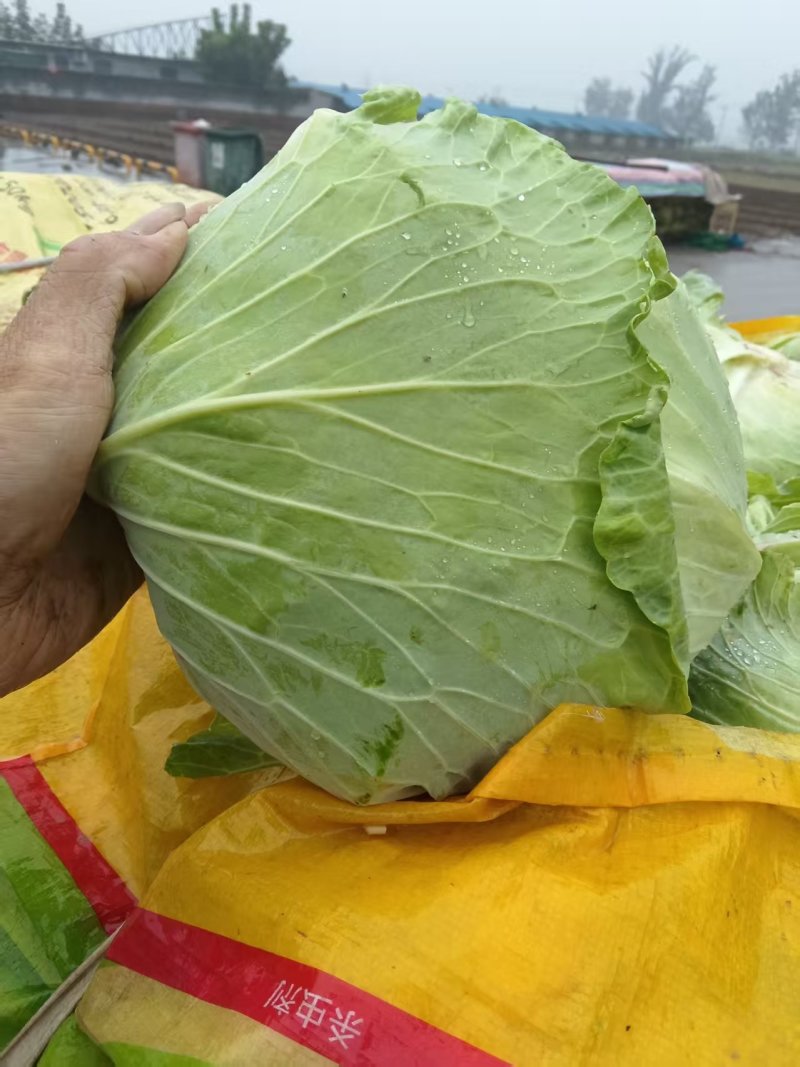 【人工分拣】京丰一号扁包甘蓝菜大量上市欢迎新老客户来电