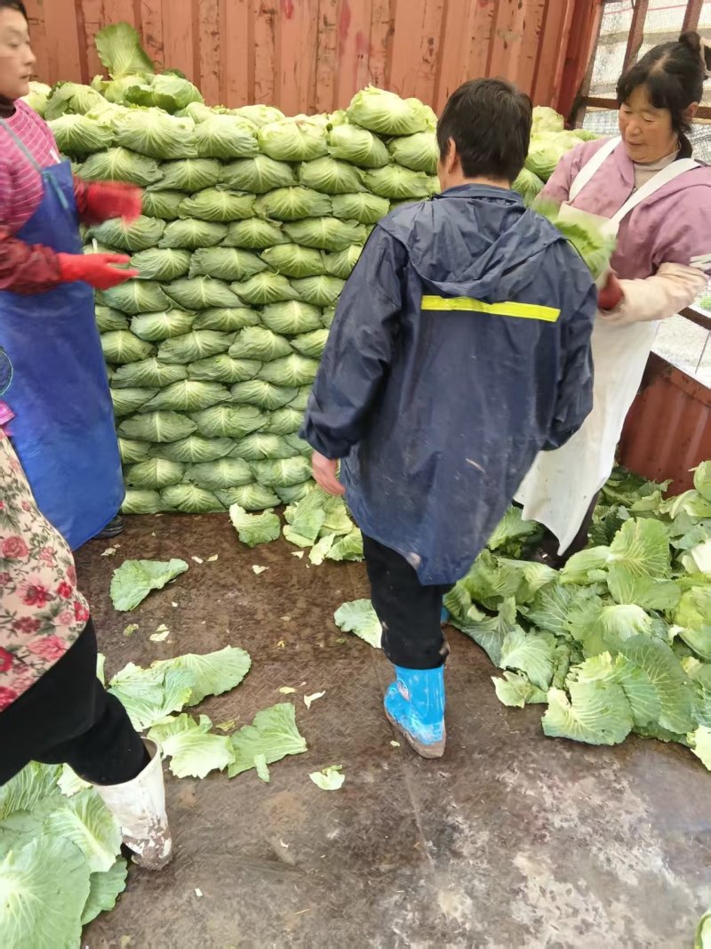 【人工分拣】京丰一号扁包甘蓝菜大量上市欢迎新老客户来电