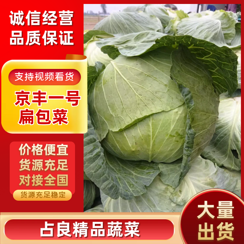 【人工分拣】京丰一号扁包甘蓝菜大量上市欢迎新老客户来电