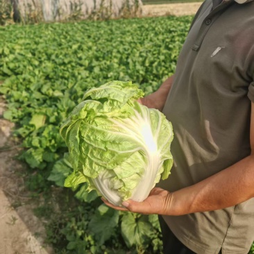 白菜60白菜基地种植质量好量大从优发货全国