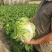白菜60白菜基地种植质量好量大从优发货全国