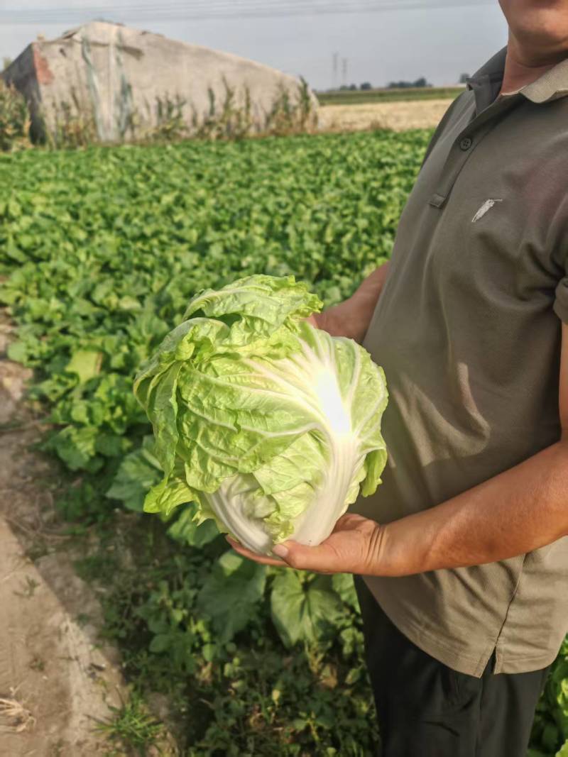白菜60白菜基地种植质量好量大从优发货全国