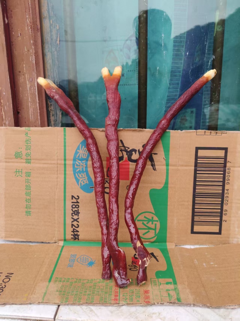 贵州中药菌藻类/鹿角灵芝/规格齐全/量大价优/欢迎咨询