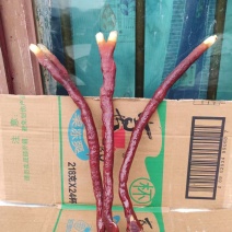 贵州中药菌藻类/鹿角灵芝/规格齐全/量大价优/欢迎咨询