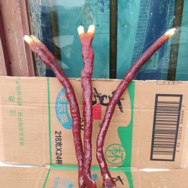贵州中药菌藻类/鹿角灵芝/规格齐全/量大价优/欢迎咨询