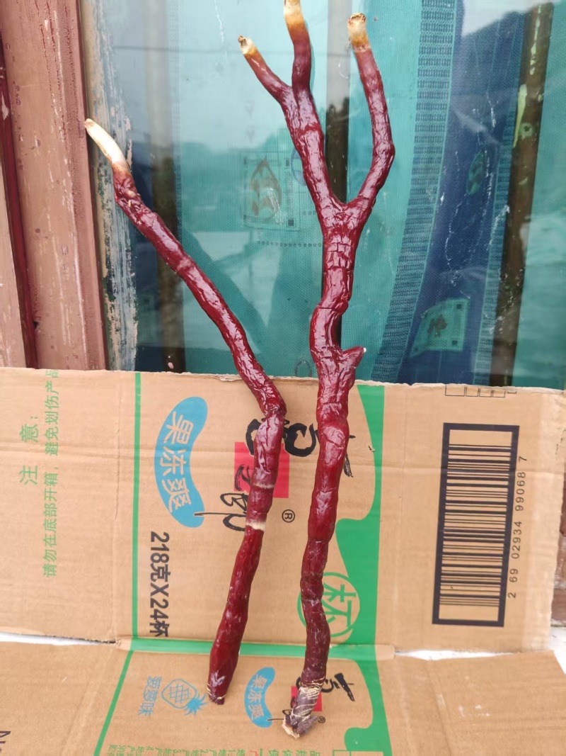 贵州中药菌藻类/鹿角灵芝/规格齐全/量大价优/欢迎咨询