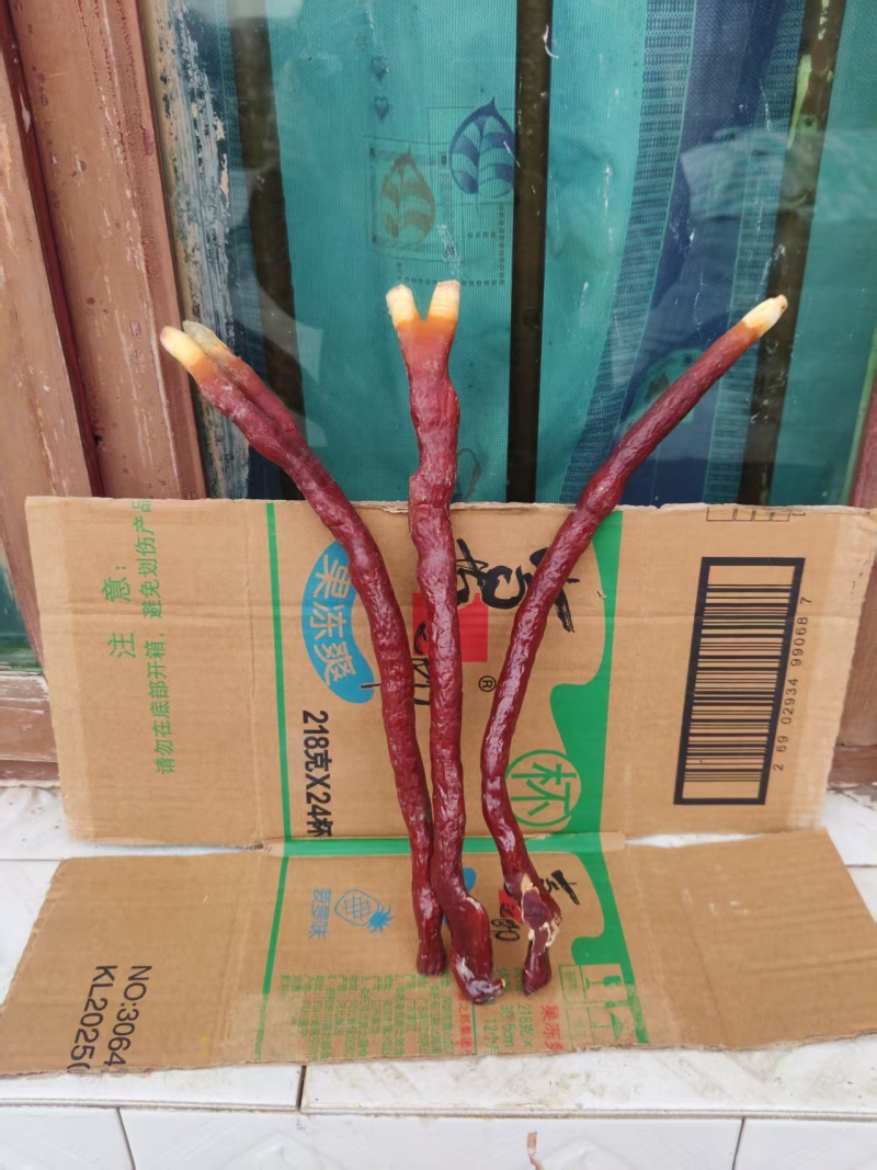 贵州中药菌藻类/鹿角灵芝/规格齐全/量大价优/欢迎咨询