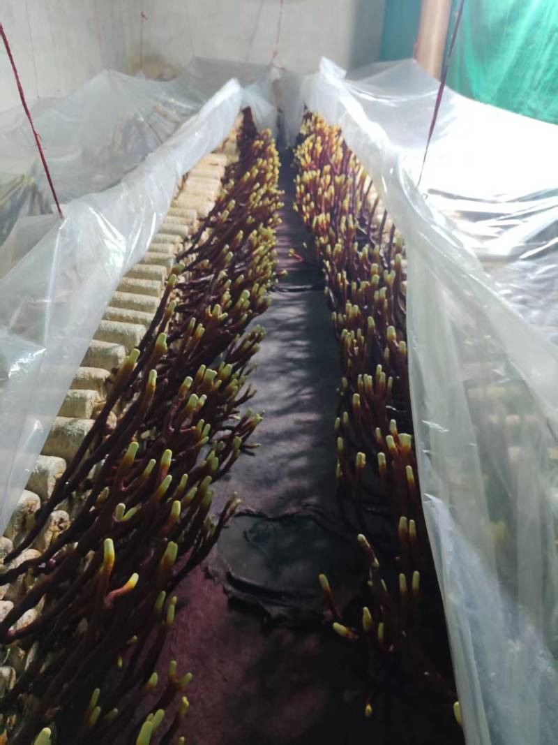 贵州中药菌藻类/鹿角灵芝/规格齐全/量大价优/欢迎咨询