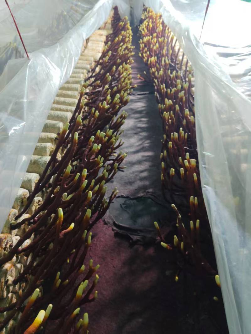 贵州中药菌藻类/鹿角灵芝/规格齐全/量大价优/欢迎咨询