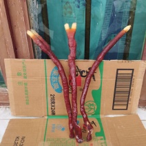 贵州中药菌藻类/鹿角灵芝/规格齐全/量大价优/欢迎咨询
