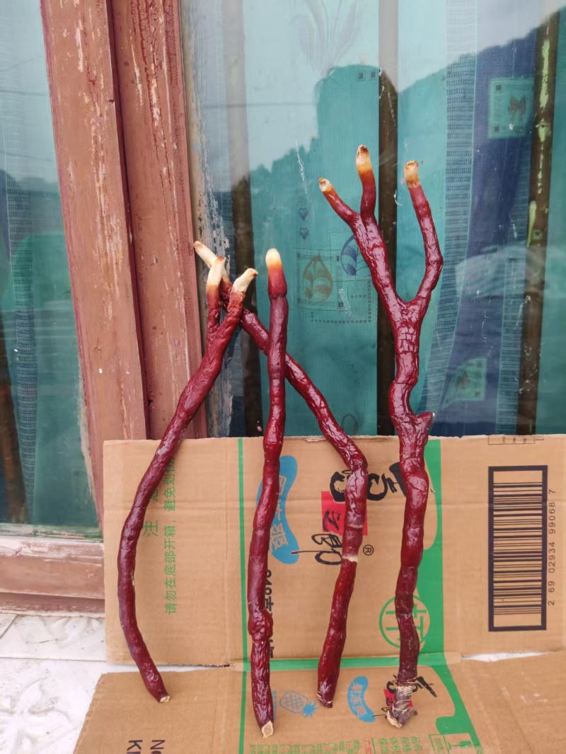 贵州中药菌藻类/鹿茸灵芝/规格齐全/量大价优/欢迎咨询