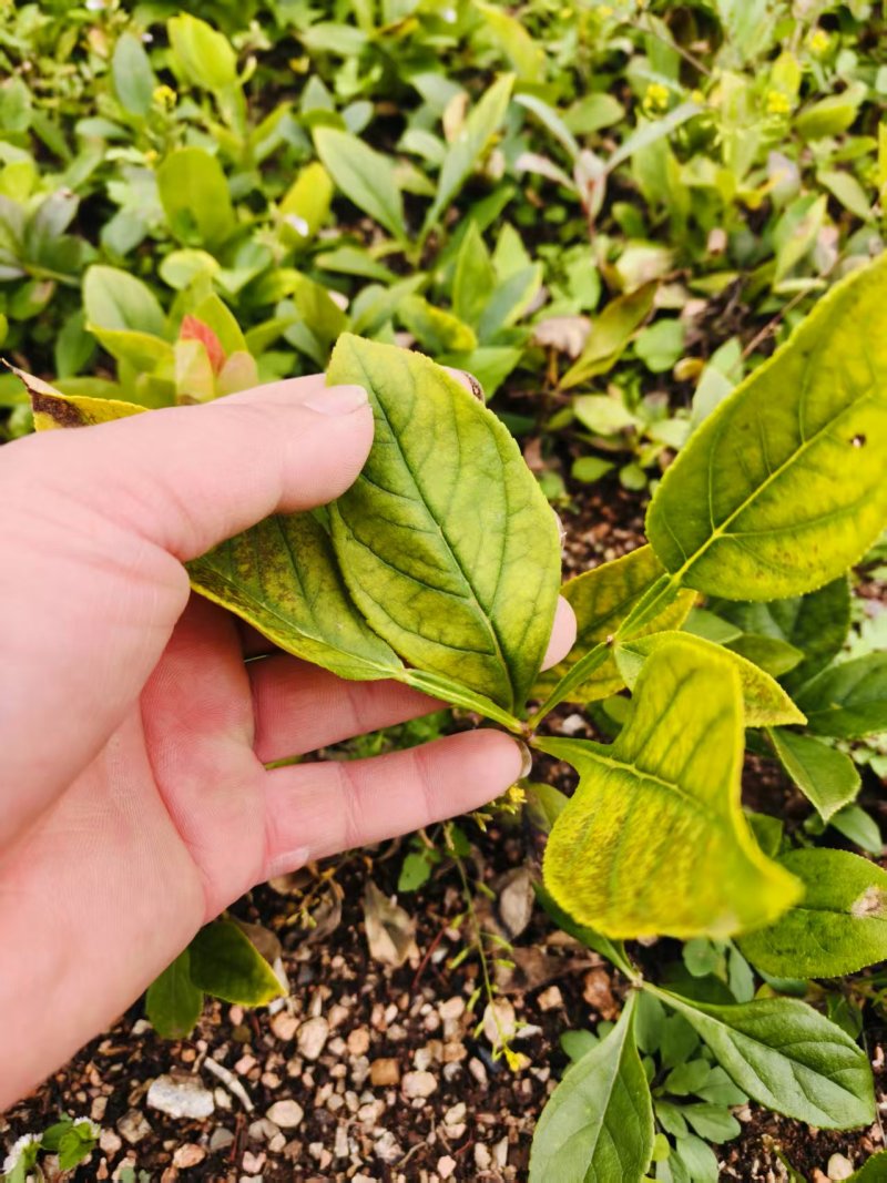 白鲜皮苗植株粗壮，根系发达产量稳定质优价低，发货快服务好！