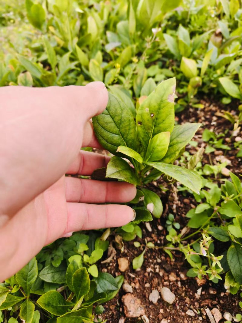 白鲜皮苗植株粗壮，根系发达产量稳定质优价低，发货快服务好！