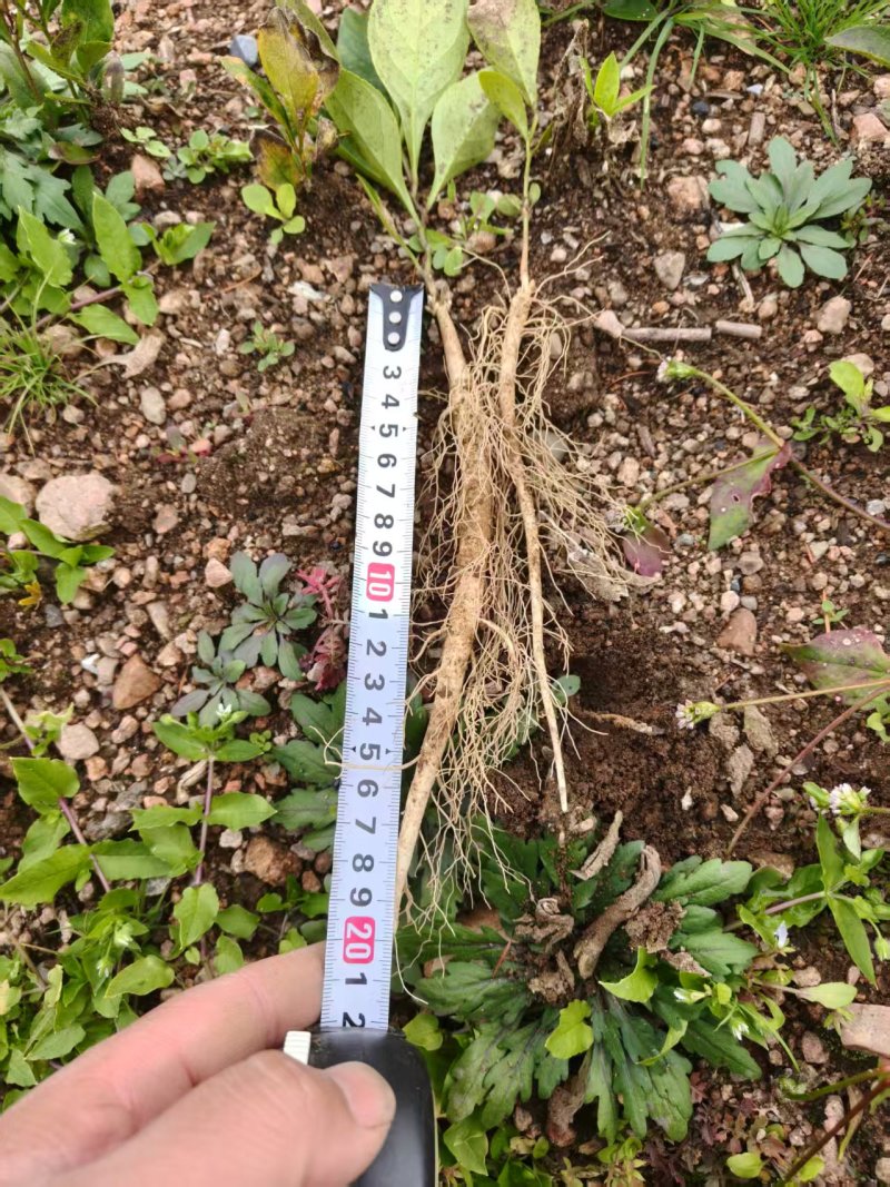 白鲜皮苗植株粗壮，根系发达产量稳定质优价低，发货快服务好！