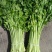 【精品】新鲜脆嫩香芹，现摘现发，绿色青菜，量大可优惠