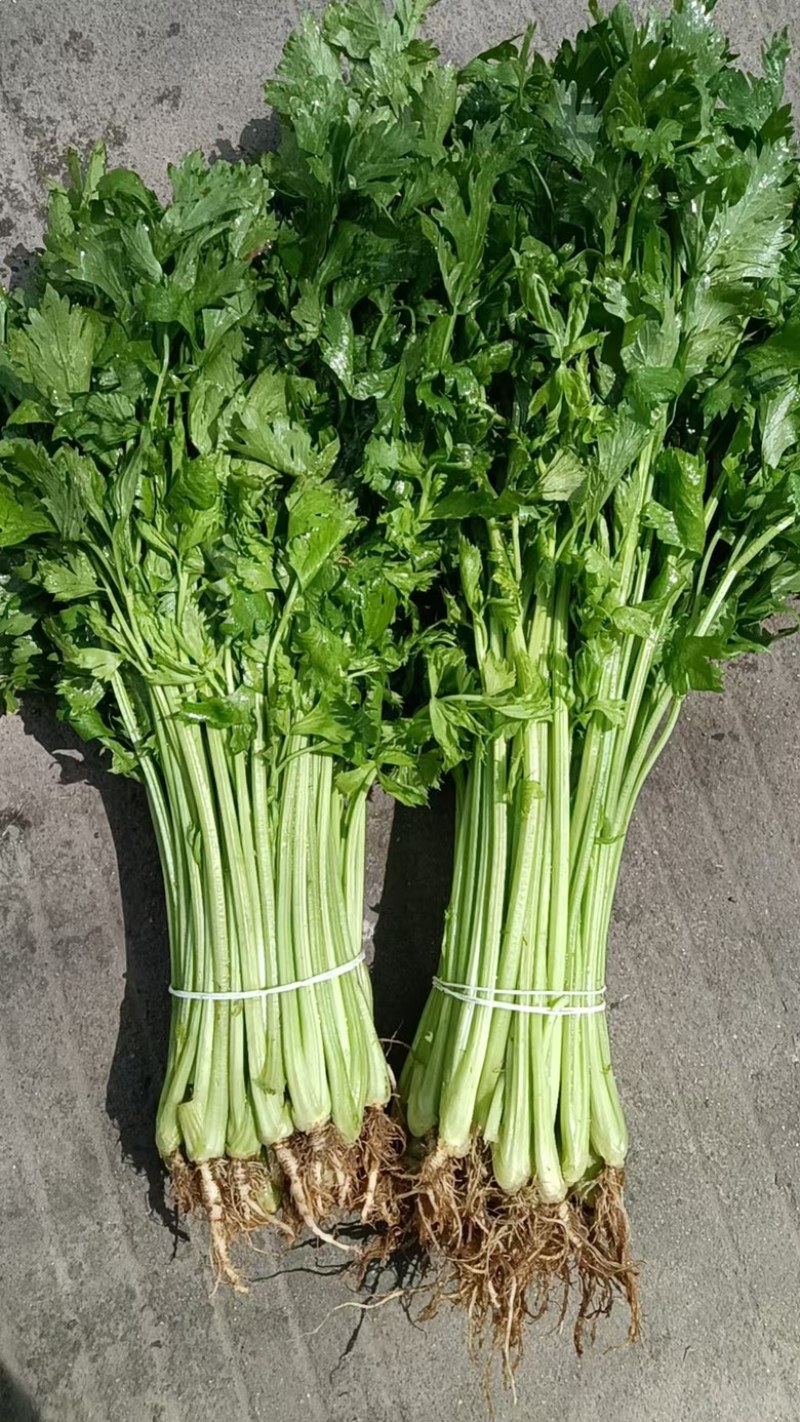 【精品】新鲜脆嫩香芹，现摘现发，绿色青菜，量大可优惠