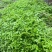 【精品】新鲜脆嫩香芹，现摘现发，绿色青菜，量大可优惠