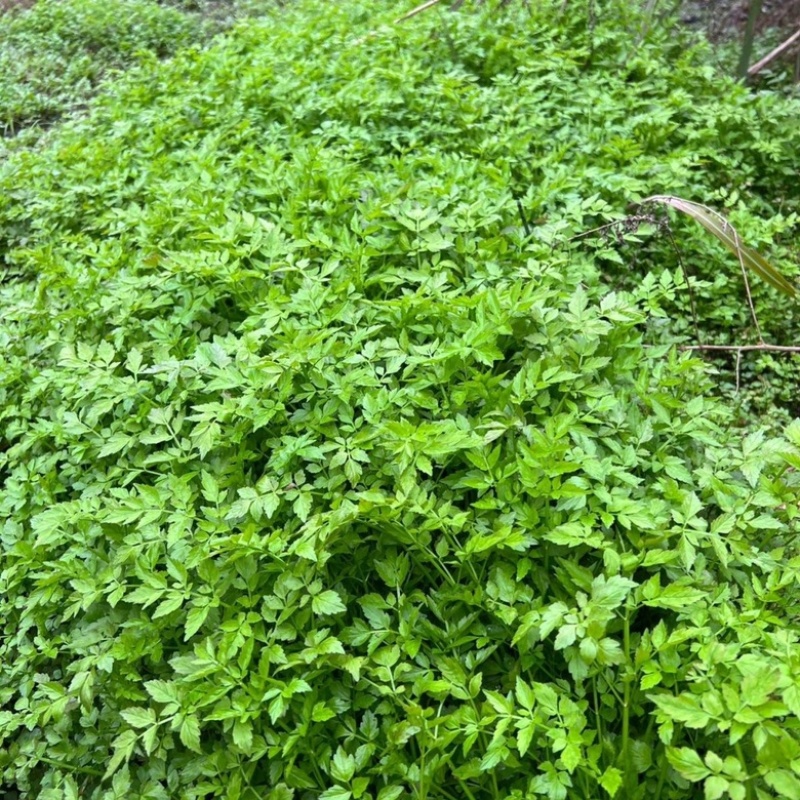 【精品】新鲜脆嫩香芹，现摘现发，绿色青菜，量大可优惠