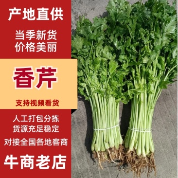 【精品】新鲜脆嫩香芹，现摘现发，绿色青菜，量大可优惠