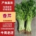 【精品】新鲜脆嫩香芹，现摘现发，绿色青菜，量大可优惠