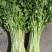 【精品】新鲜脆嫩香芹，现摘现发，绿色青菜，量大可优惠