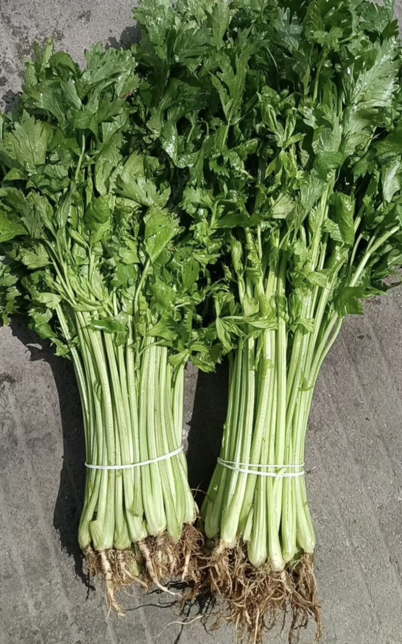 【精品】新鲜脆嫩香芹，现摘现发，绿色青菜，量大可优惠