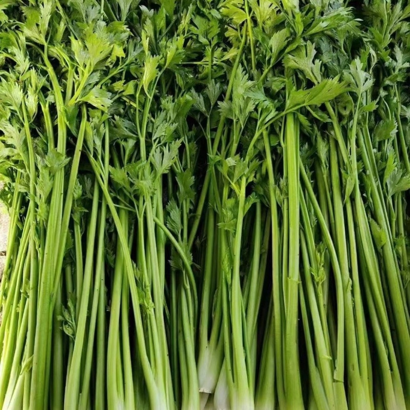 【精品】新鲜脆嫩香芹，现摘现发，绿色青菜，量大可优惠