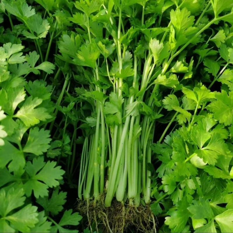 【精品】新鲜脆嫩香芹，现摘现发，绿色青菜，量大可优惠