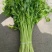 【精品】新鲜脆嫩香芹，现摘现发，绿色青菜，量大可优惠