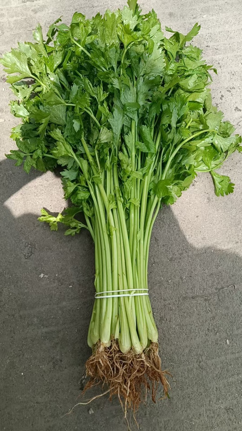 【精品】新鲜脆嫩香芹，现摘现发，绿色青菜，量大可优惠