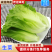 淮安生菜，当季新货新鲜现摘，产地直发品质保证，量大从优！