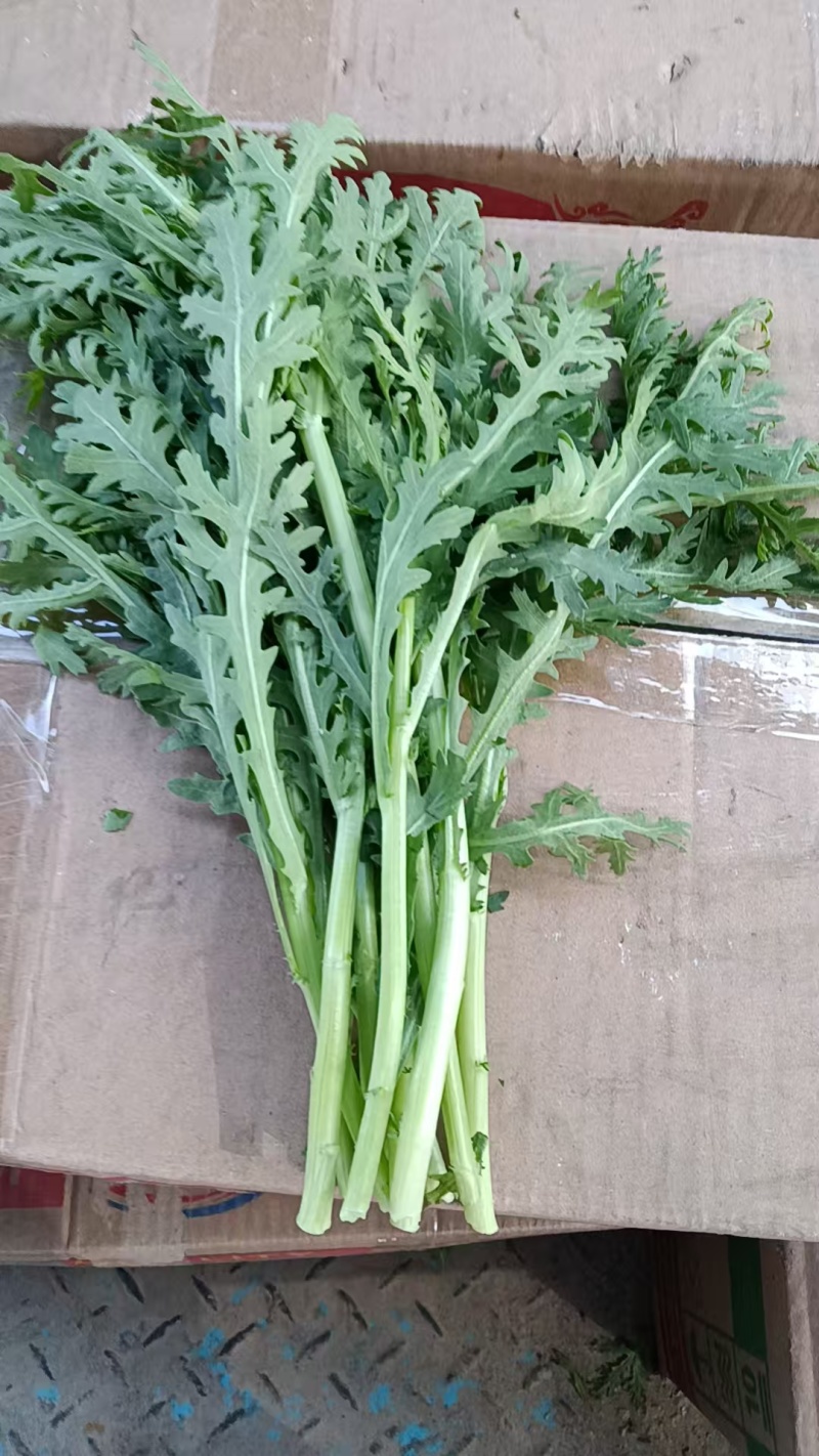 茼蒿，新鲜上市，当季现货，产地直发品质保证，量大从优