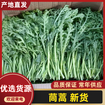 茼蒿，新鲜上市，当季现货，产地直发品质保证，量大从优