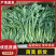 茼蒿，新鲜上市，当季现货，产地直发品质保证，量大从优