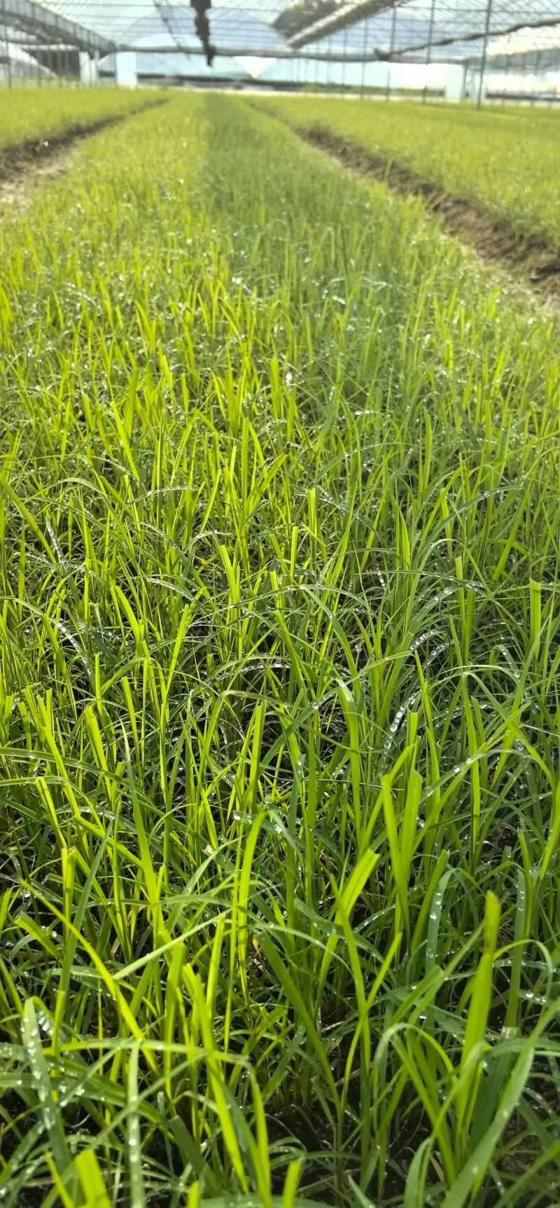 【基地直发】黄皮甘蔗苗种茎苗直种苗丰林种业一手货源品质