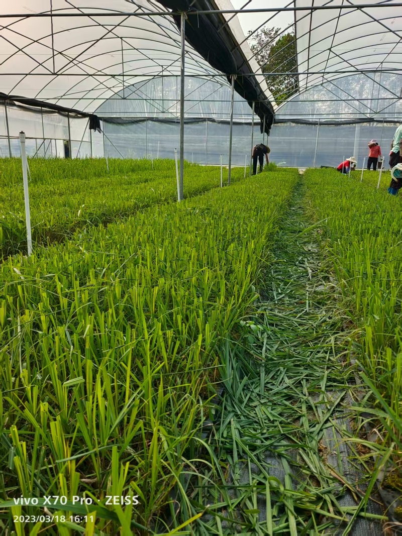 【基地直发】黄皮甘蔗苗种茎苗直种苗丰林种业一手货源品质