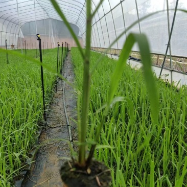 【基地直发】黄皮甘蔗苗种茎苗直种苗丰林种业一手货源品质