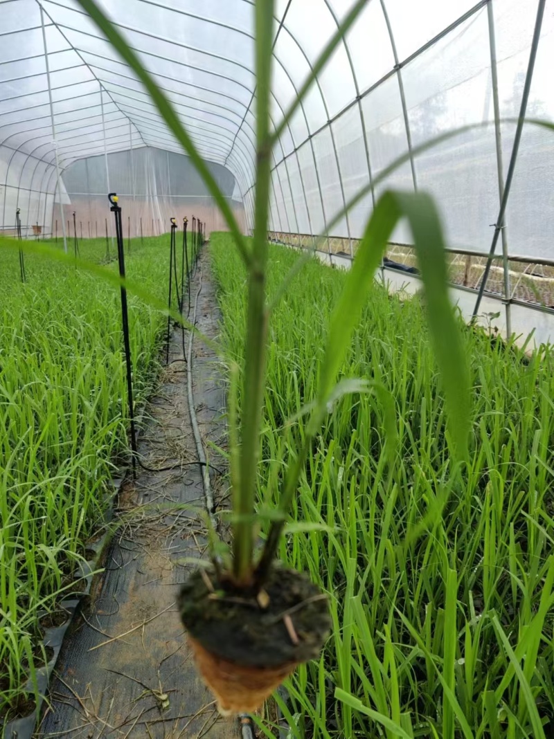 【基地直发】黄皮甘蔗苗种茎苗直种苗丰林种业一手货源品质