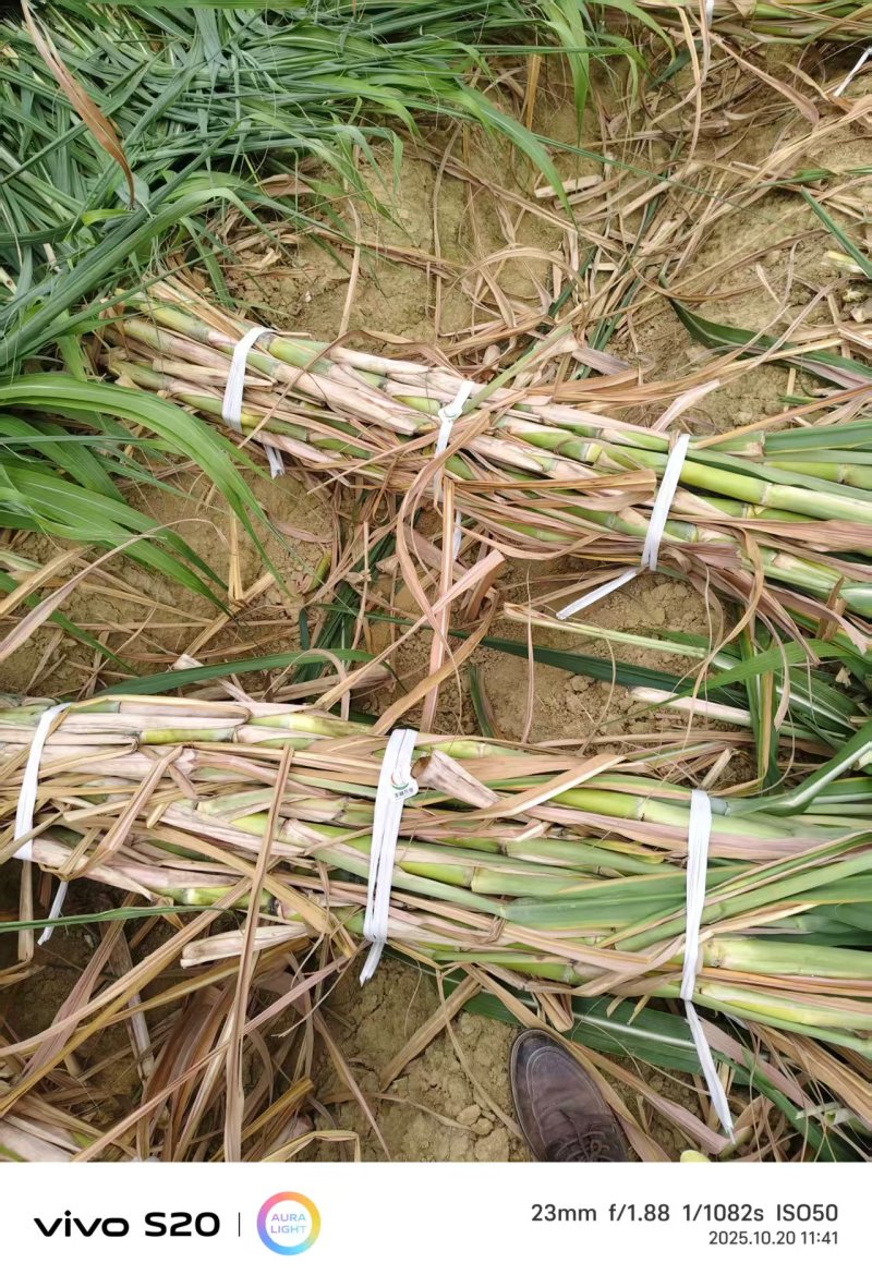 【基地直发】黄皮甘蔗苗种茎苗直种苗丰林种业一手货源品质