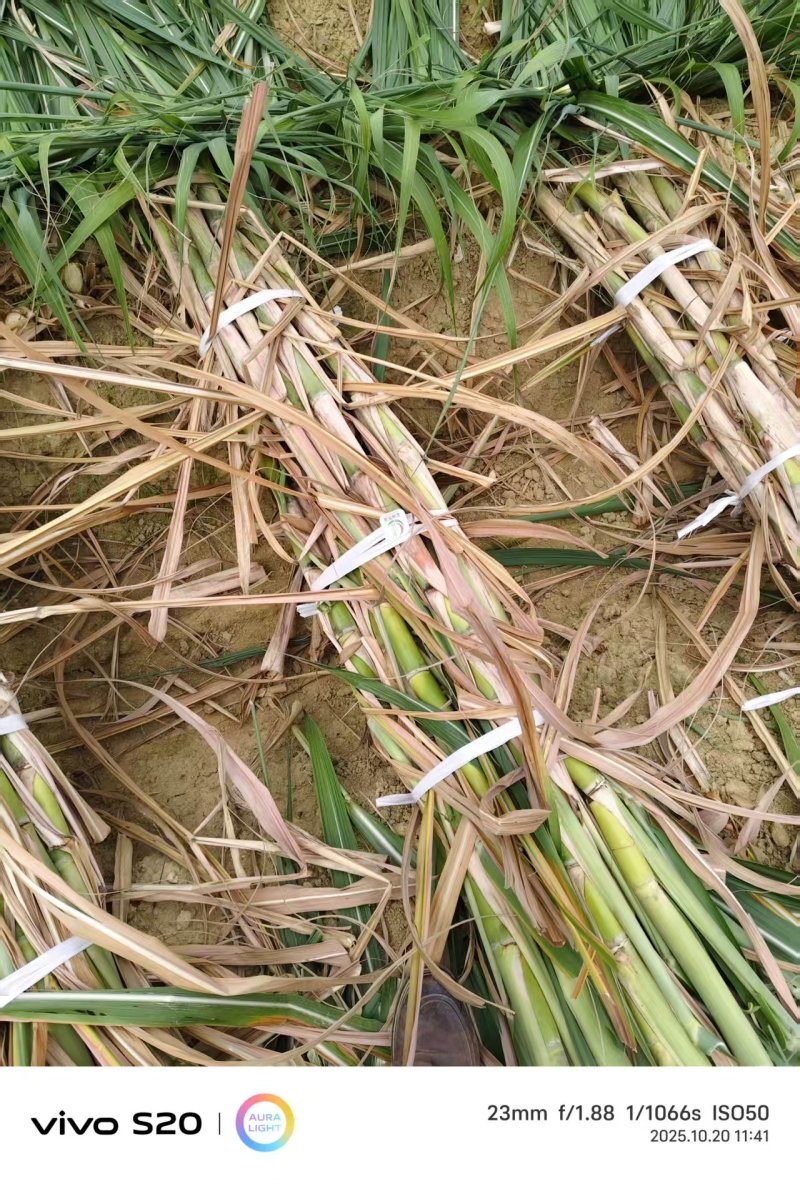 【基地直发】黄皮甘蔗苗种茎苗直种苗丰林种业一手货源品质